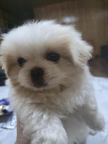 İtlər: Pekines, 2 ay, Dişi — 14