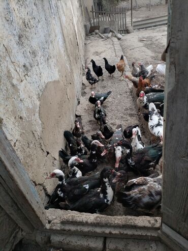 etibarli elere verilir: Lal ordekler,Ev şəraitində yaşayır, Topdan satış 480m 30EDED Unvan