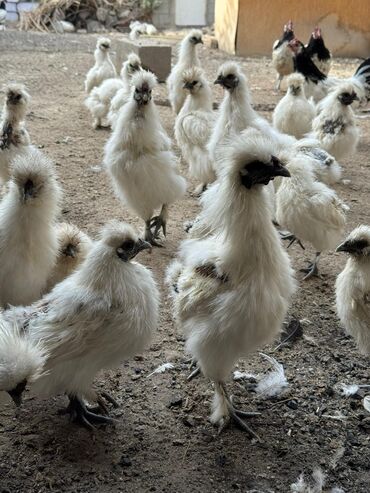 птица голуби: Продаю китайский шелк куры петухи