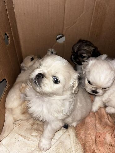 gence it satisi: Pekines, 1 ay — 3