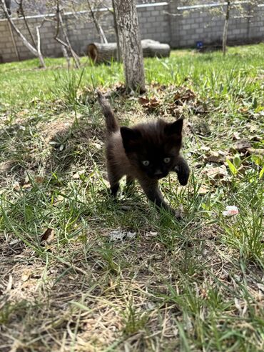 рысь кошка: Котенок черненькая девочка 1,5 мес, родом из Иссык-Куля. Уже ест. К