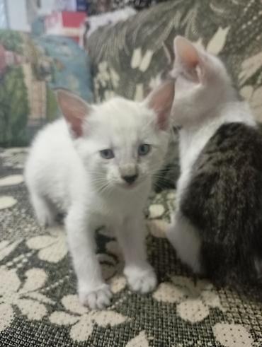 домашние котята: Котята домашние, короткошёрстные, все НЕ породистые. В помёте — 1