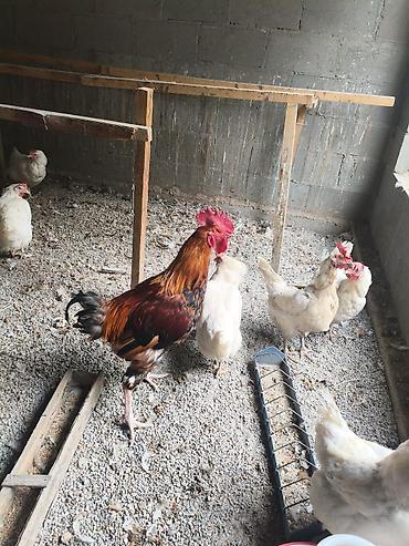 Продам с/х животных: Продаю | Куры | Домашняя | Несушки — 2