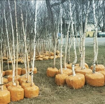 Декоративные деревья: Саженцы деревьев: Туи — 19