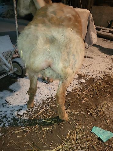 Баран, овца: Продаю | Баран (самец) | Арашан | Для разведения | Осеменитель — 4