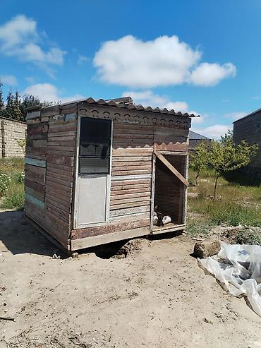 Quşlar: SALAM DOVŞANLAR VƏ YUVA SAYILIR İSTƏYƏN ƏLAQƏ SAXLASIN DOVSANLARIN — 1