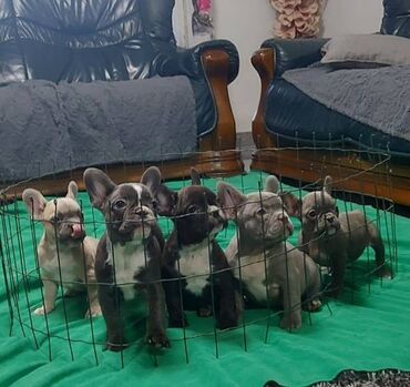 Psi: Francuski buldog štenci egzotičnih boja veseli umiljati, stručno na lalafo.rs — 2 Psi: Francuski buldog štenci egzotičnih boja veseli umiljati, stručno — 2