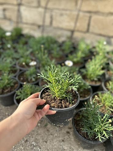 qırmızı gübrə: Papatya Ag ve qirmizi rengleri mövcuddu - Bitki: Qırxbuğumvari — 1