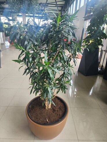 Otaq bitkiləri: Bitgi və dibçəklər — 8