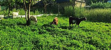Keçilər, çəpişlər: Keçi, Sanen, hələb, 1 i hələb 1i sanen 1 i sanen mələzi olmaqla 3 ana -da lalafo.az — 10 Keçilər, çəpişlər: Keçi, Sanen, hələb, 1 i hələb 1i sanen 1 i sanen mələzi olmaqla 3 ana — 10