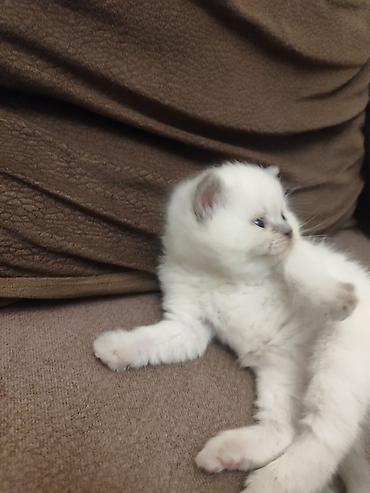 Pişiklər: Britan — 24