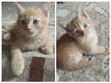 котята простые: 2 айлык, Эркек, Лотокко барууга үйрөтүлгөн
