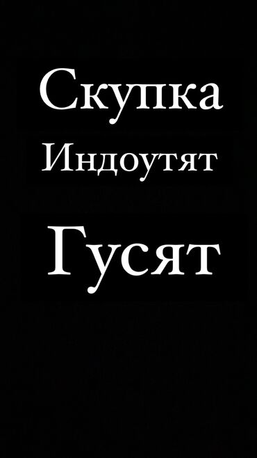 сабачий домик: Куплю Утят Гусят 
Маленьких и больших