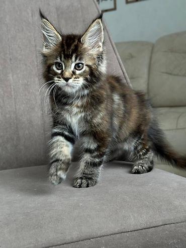 кошка рыжая: Мейн-кун мальчик - Возраст: 1,5 - Окрас: классический тёмный табби — 2