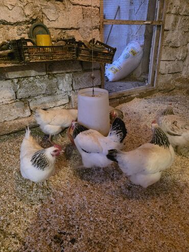 Toyuqlar: Toyuq, Damazlıq, Ünvandan götürmə -da lalafo.az — 8 Toyuqlar: Toyuq, Damazlıq, Ünvandan götürmə — 8