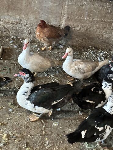 Другие животные: Индоутки — 1