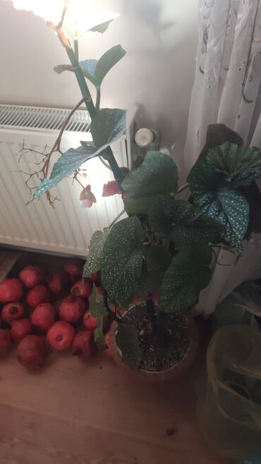 yun yorğan: Məhsul: Otaq gülləri – Spathiphyllum (Sülh zanbağı) və Begonia