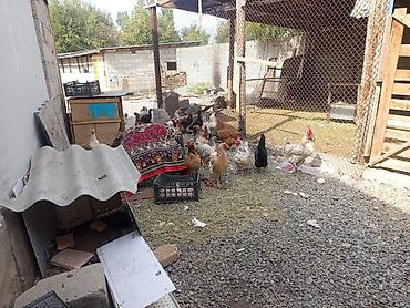 Продам с/х животных: Продаю | Куры | Домашняя | Для разведения — 8
