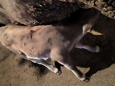 Коровы, быки: Продаю | Музоо, торпок | Для молока | Привязанные — 3