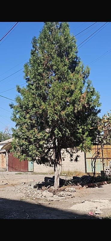 сосна дерево: Хвойное дерево (возможно, кипарис/туя) для пересадки. Описание: - — 2