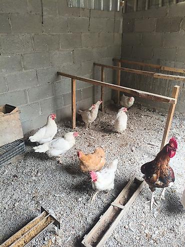 Продам с/х животных: Продаю | Куры | Домашняя | Несушки — 4