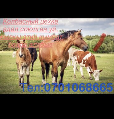 Куплю с/х животных: Куплю | Лошади, кони, Коровы, быки | Бесплатная доставка, Забитый, На забой, на мясо