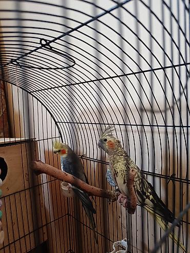 korella satışı: Kakadu nimfa (Cockatiel) quşları – qəfəs və aksesuarlarla birlikdə. - — 3