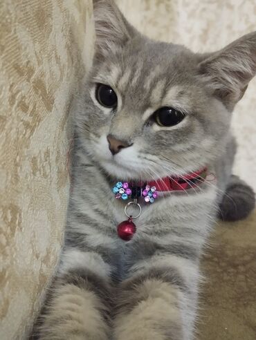 купить сибирского котёнка: Шиншилла, Самка, В добрые руки, Самовывоз