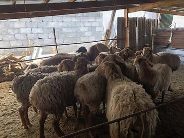 Баран, овца: Продаю | Овца (самка) | Для разведения — 7
