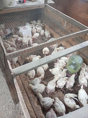 bıldırcın eti satışı: Siyəzən Toyuq Bütöv, Topdan — 1