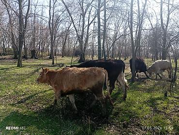 Коровы, быки: Продаю | Тёлка | Полукровка | На откорм — 9
