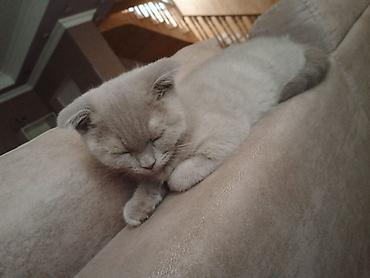 Pişiklər: Britan — 13