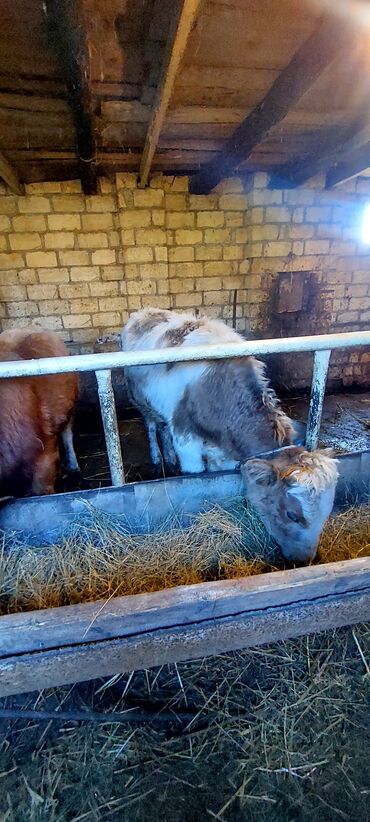 Dana, buzov: 4 erkey 1 dışı dana satiram.mallar Qusar rayonundadi.diri çekileri 210 — 5