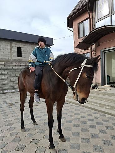 Лошади, кони: Продаю | Кобыла (самка) | Английская — 3