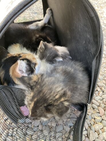 котята в добрые руки бишкек: Бросили во двор кошку с четырьмя котятами . 
Обращайтесь!
