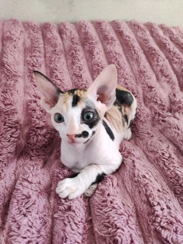 котята простые: Донской сфинкс, 1 месяц, Девочка, С документами