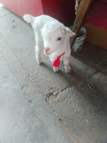 Козы, козлы: Продаю | Коза (самка) | Для разведения — 22