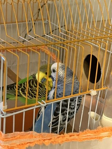Tutuquşları: Hazır cüt iki dene tutu quşular qefesi yuvası ile bir yerde satılır — 3