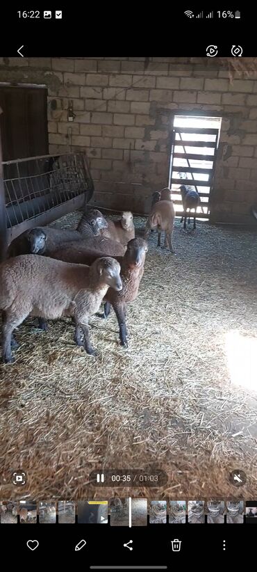 Quzu: Super emlik quzular diri çəkisi 10 manata — 10