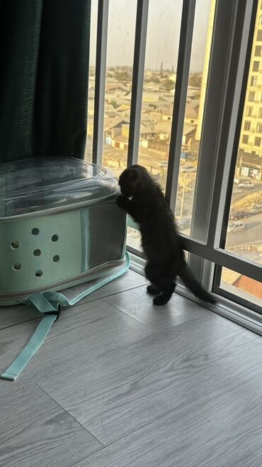 бенгальская домашняя кошка: Скотиш Фолд (Шотландская вислоухая), 3 месяца, Мальчик, Серый, Приучена к лотку