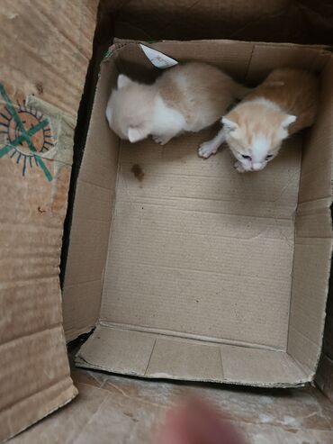 Pişiklər: Dişi, Erkək, Yaxşı əllərə, Ünvandan götürmə, Pulsuz çatdırılma — 7