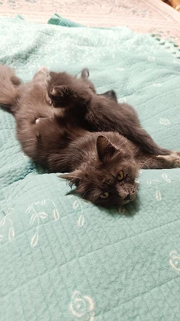 котята простые: Отдом бесплатно кошку доброе руки — 3