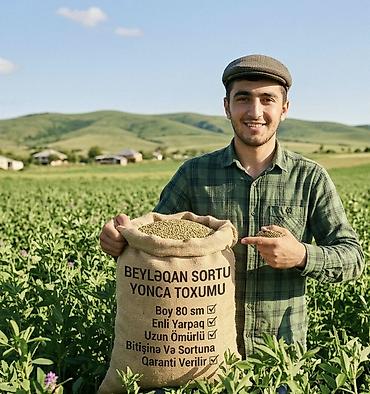 Yerli yonca toxumu Beyləqan sortu enli yarpaq uzun ömürlü Qaranti lalafo.az -da Yerli yonca toxumu Beyləqan sortu enli yarpaq uzun ömürlü Qaranti