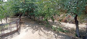 Продажа коттеджей и домов: 🏡 Продается дом в селе Чалдовар, Панфиловский район 📏 Участок – 11 — 17