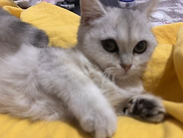 Кошки: Британская короткошёрстная кошка (окрас серебристый — 2