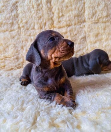 Psi: Jaze malog rasta oštenjene 23.08.2025.Uvezena genetika iz — 1