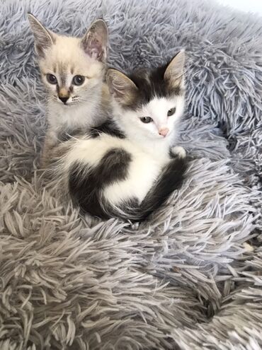 животные котенок: Котята домашние (2 малышки-девочки )отдам за чисто символическую цену