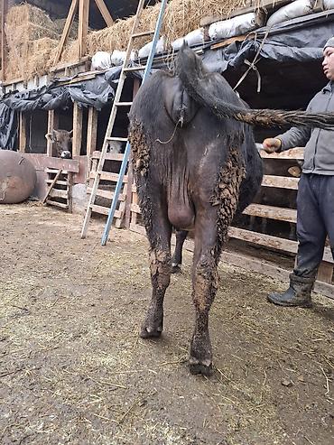 Коровы, быки: Продаю | Корова (самка), Тёлка — 9