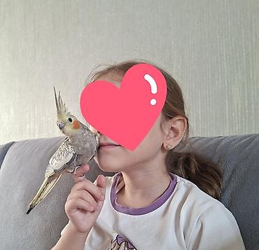 qus vuran: Oz qusumun balalaridi iki denedi.Tam el quslaridi.Uc ayligdilar — 1