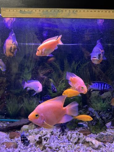 Рыбы: Продаю Аквариумные цихлиды крупных и средних размеров - Для — 2